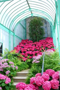 Turquoise flowers ladder