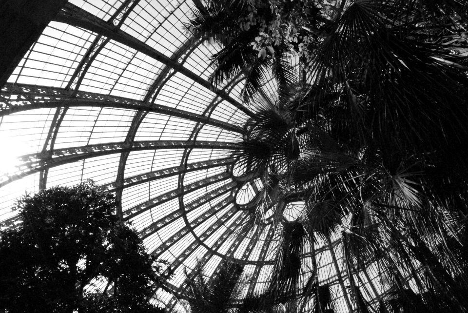 Plants garden black white