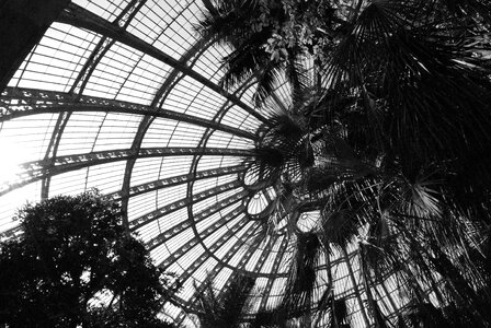 Plants garden black white