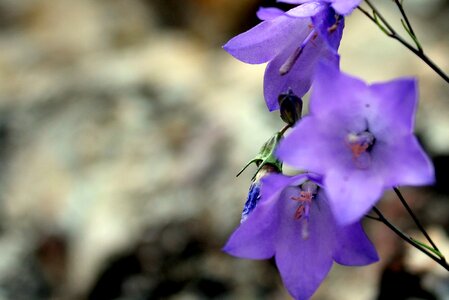 Flower blue nature photo