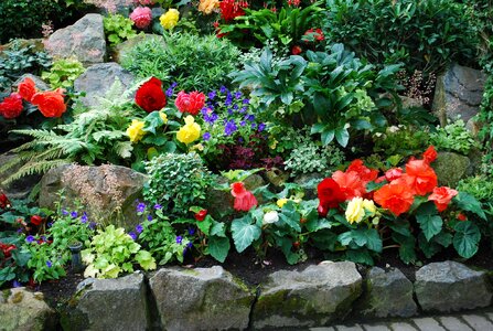 Plants nature flora