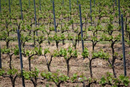 Vineyard white fruit