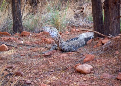 Exotic outback australia photo
