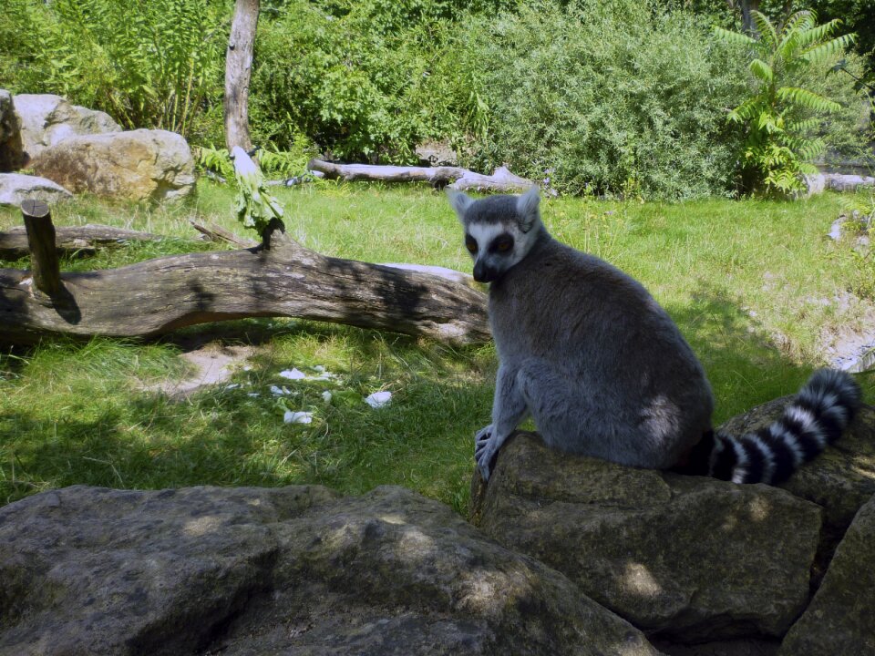 Zoo dresden summer animal