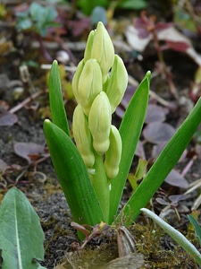 Hyacinthus asparagus plant asparagaceae photo