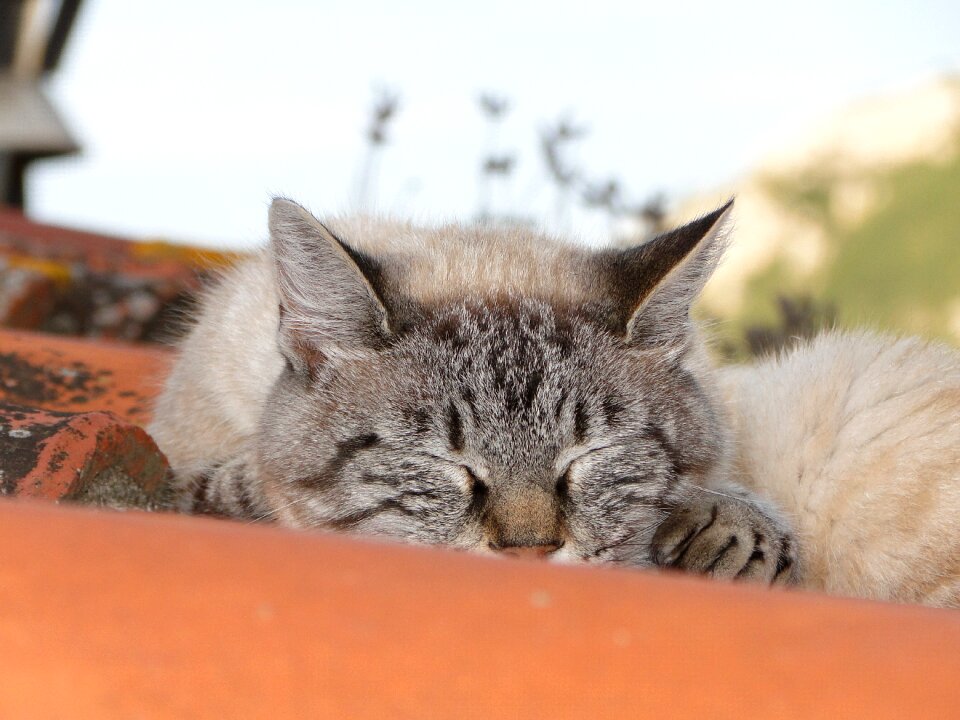 Roof cat animals