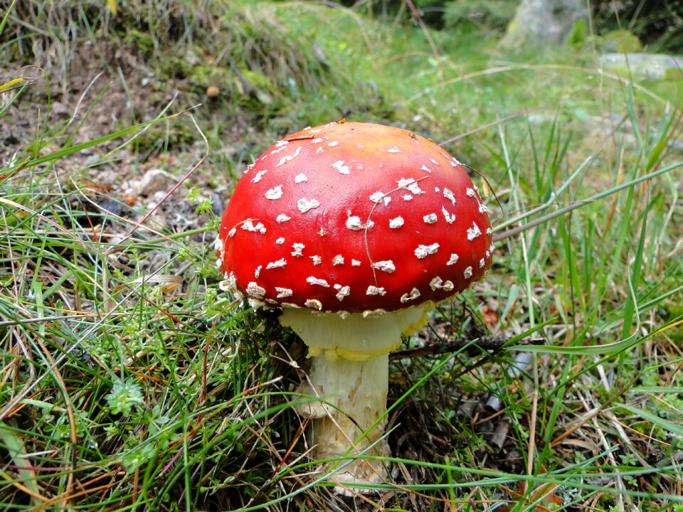 Nature forest mushrooms forest