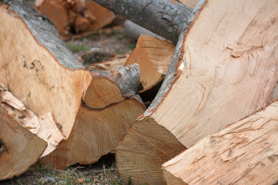 Wood trunks trunks of trees