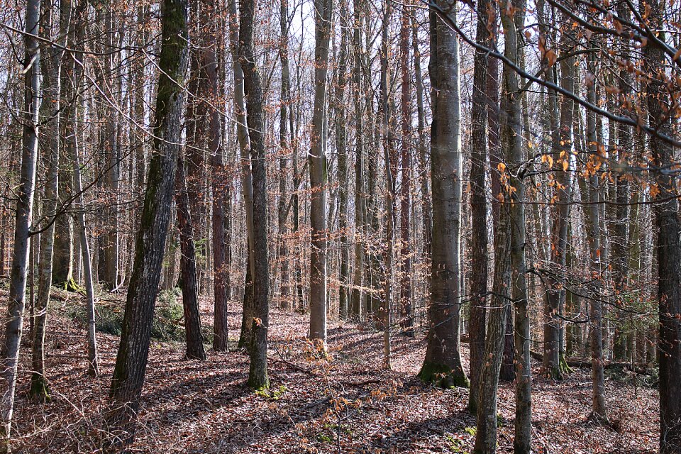 Trees autumn forest landscape photo