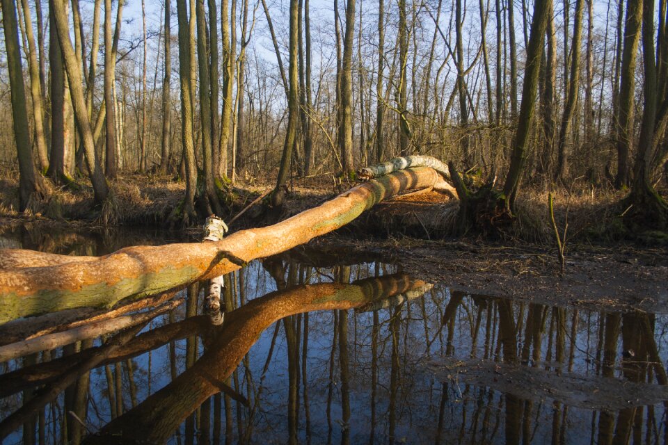 Water badgers spring
