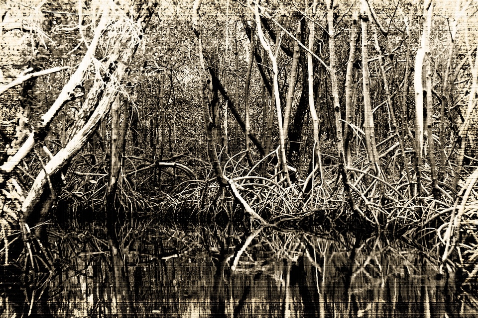 Black and white mangroves marsh