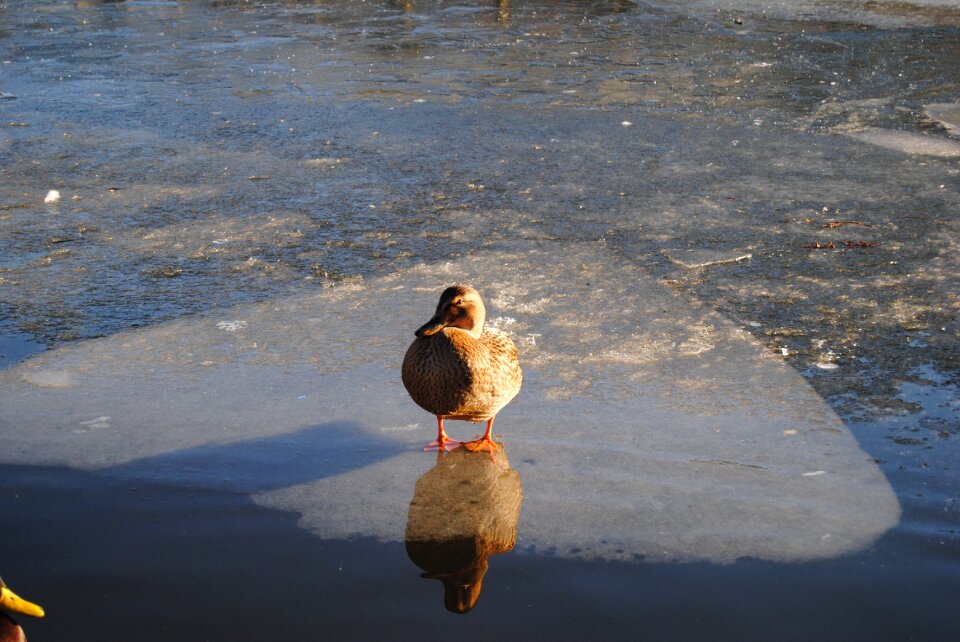 Water nature cold photo