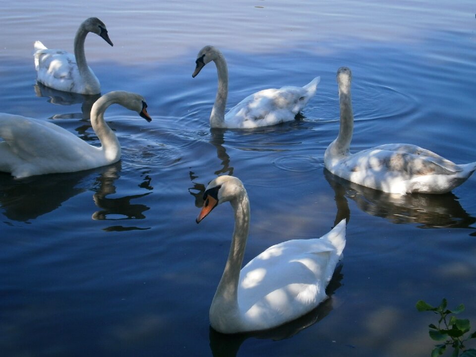Water bird pond white