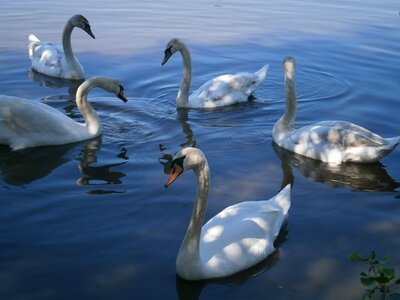 Water bird pond white