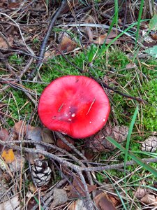 Fly agaric forest toxic photo