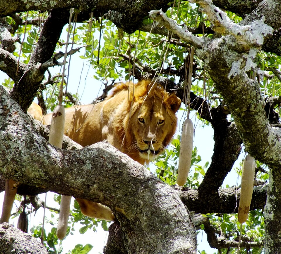 Panthera serengeti