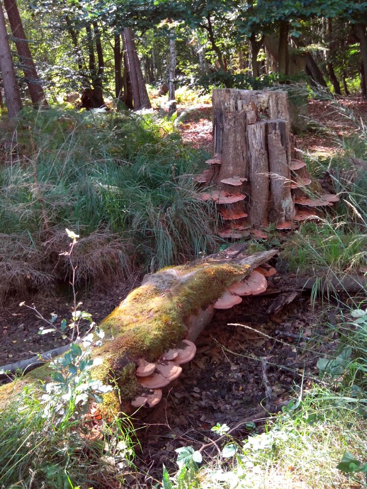 Log tree stump baumschwamm