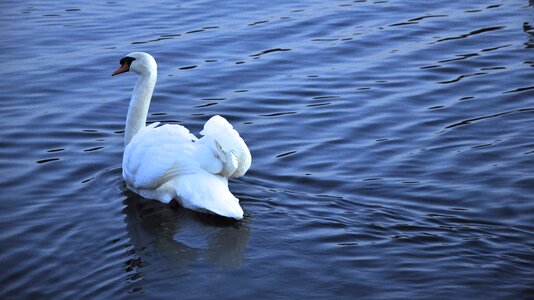Goose the water ripple