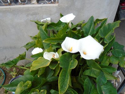 Flowers alcatraz whiteness photo