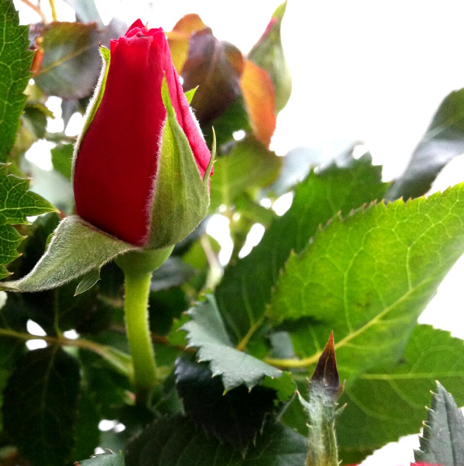 Flower background roses