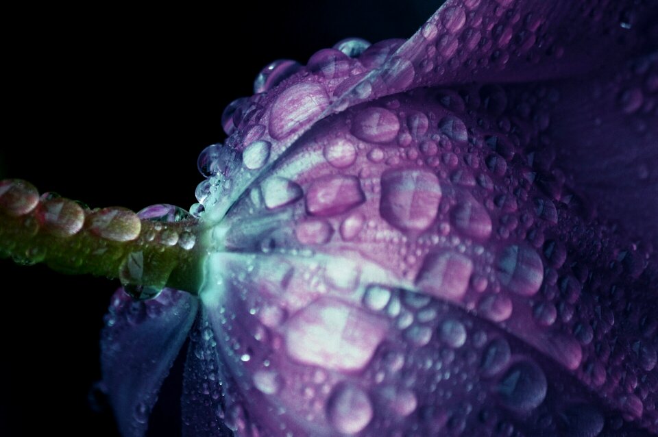 Close up blossom bloom