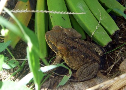 Australia amphibians animals