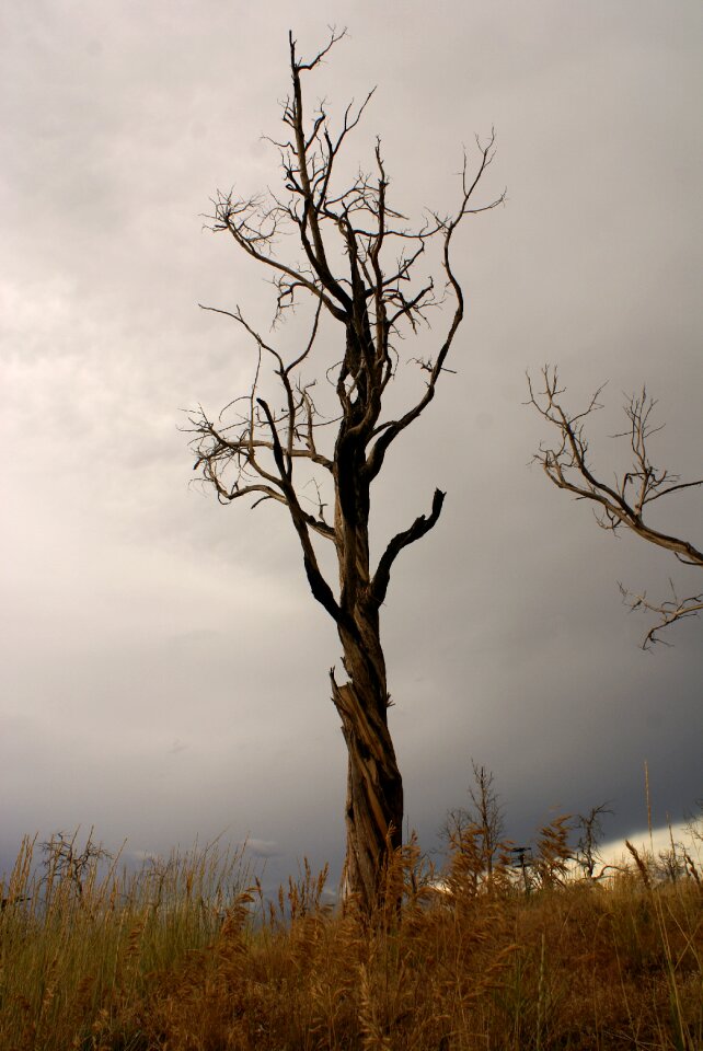 Sky storm dead tree