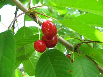 Branch dacha vegetable garden
