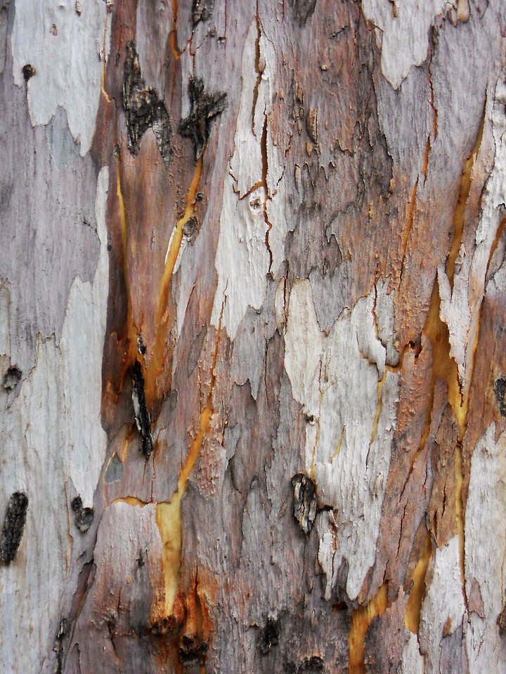 Woods wooden outermost