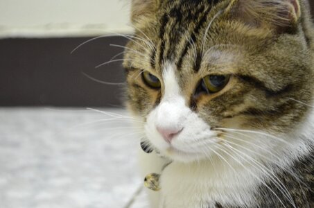 Cat smelly face mike si