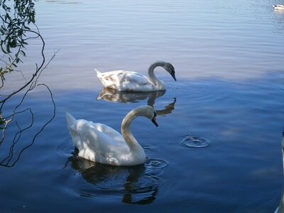Blue swans water bird