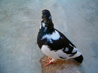 Bird pigeon animal photo