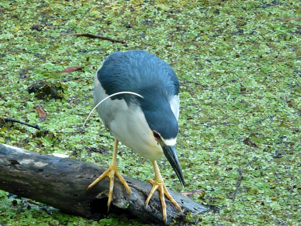 Florida bird green night