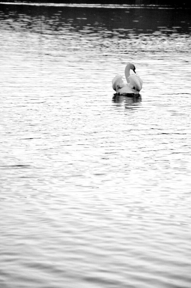 Goose the water ripple