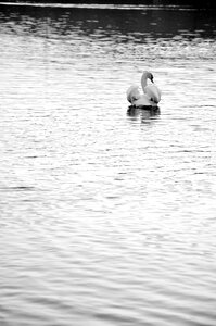 Goose the water ripple