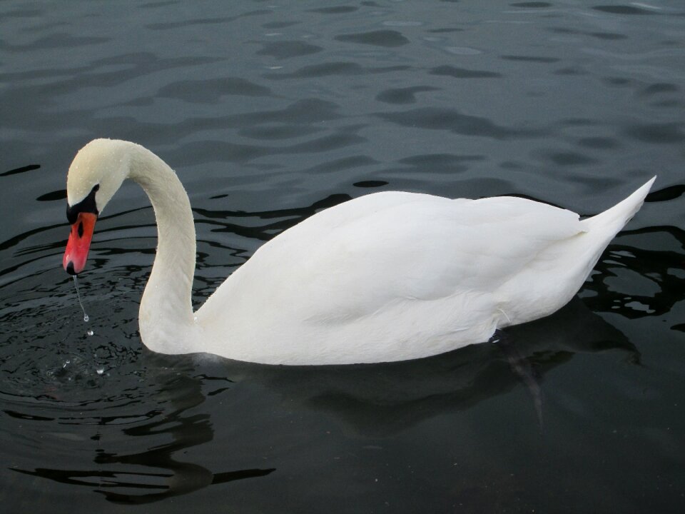 Lake animal swimming