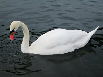 Lake animal swimming photo