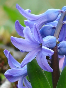 Hyacinthus asparagus plant asparagaceae photo