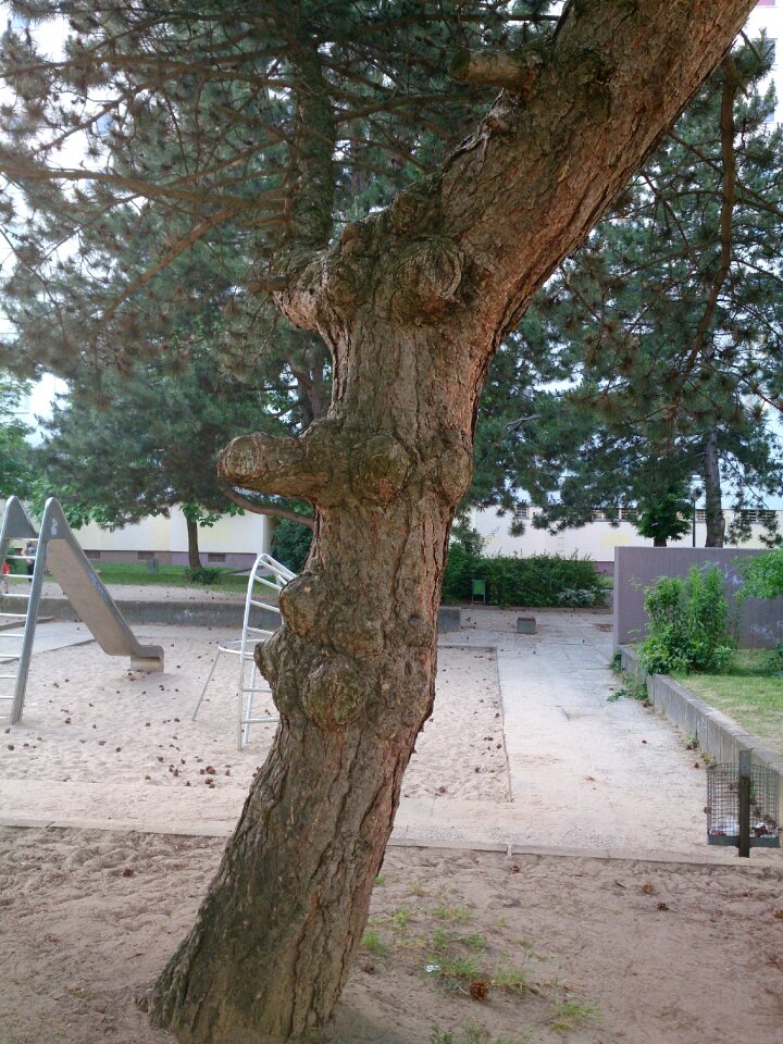 Log nature tree spirit