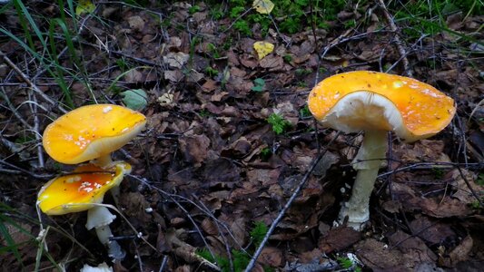 Forest mushrooms moss fliegenpliz