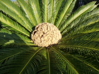 Blossom bloom palm fern photo