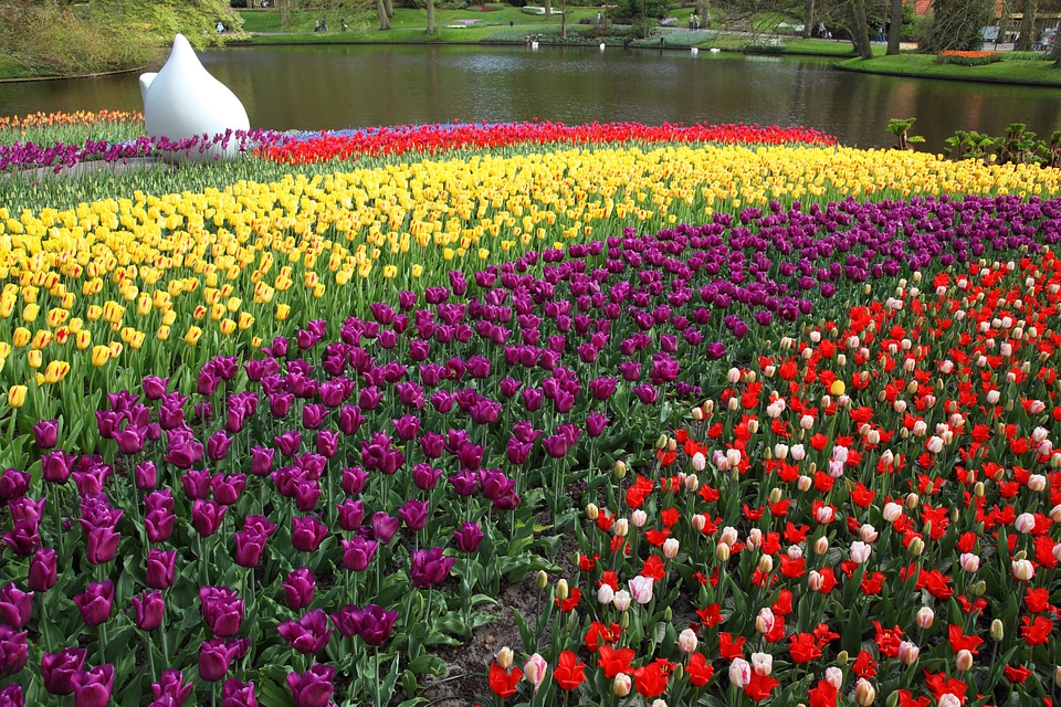 Blossom colorful lake