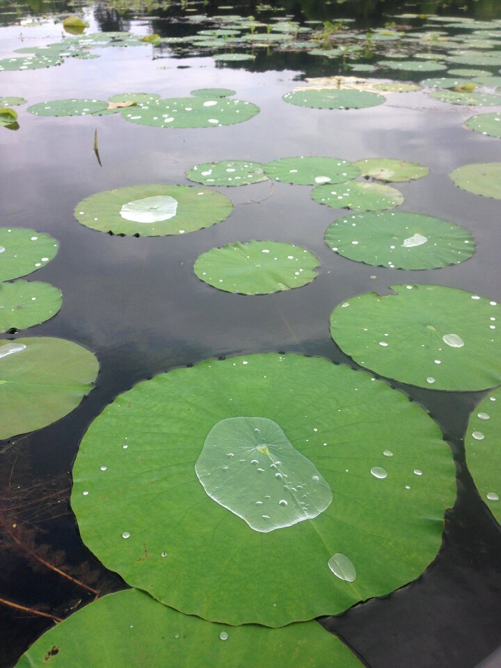 Nature aquatic waterlily