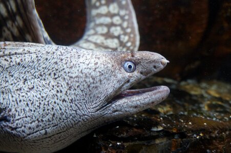 Moray dangerous long
