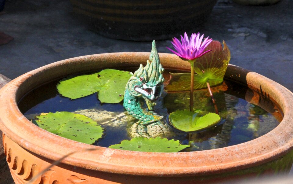 Flowers lotus blossom thailand