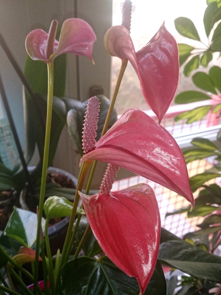 Blossom bloom pink flower