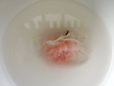 Japan japanese culture spring