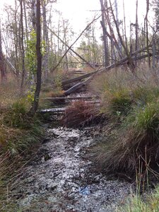 Nature reserve forest mecklenburg western pomerania