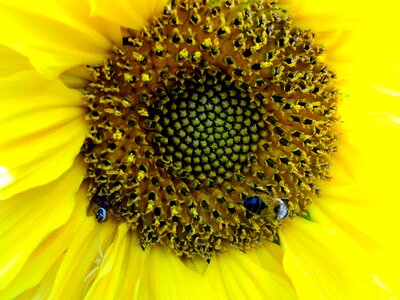 Flowers wildlife sunflowers photo