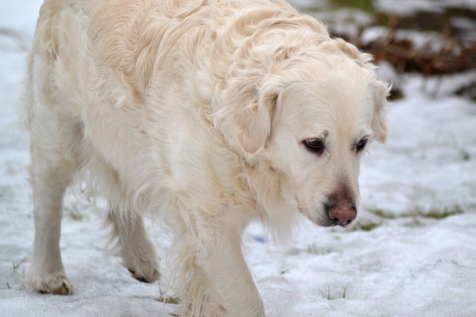 Dog walks winter photo